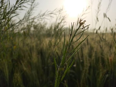 Çimen ve günbatımı tarlası