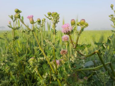 Güzel botanik fotoğrafı, doğal duvar kağıdı.
