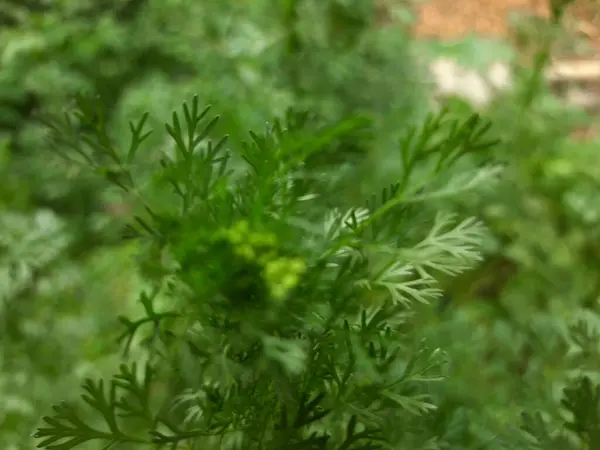 Bahçedeki Bir Bitkinin Yeşil Yaprakları — Stok fotoğraf