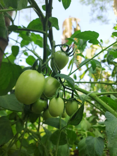 Los Tomates Verdes Sobre Rama —  Fotos de Stock