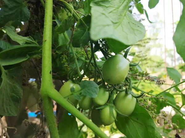 Pomodori Verdi Una Vite — Foto Stock
