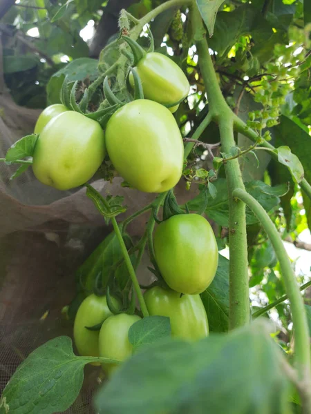 Πράσινες Ντομάτες Στον Κήπο — Φωτογραφία Αρχείου