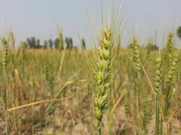 田舎の小麦畑 — ストック写真
