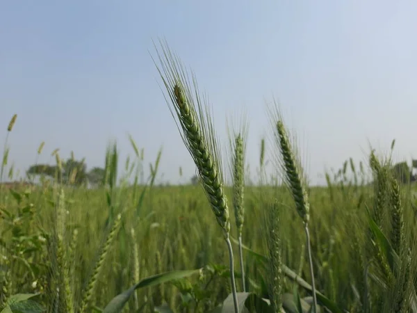 Kırsaldaki buğdayın yeşil tarlası