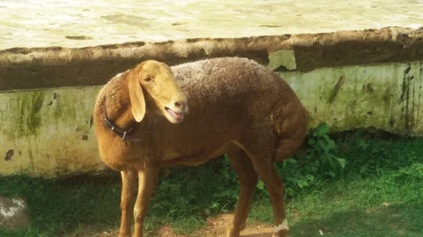 朝の光の中で 農場の若い茶色のヤギ — ストック写真