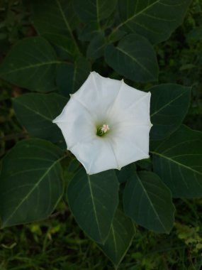 yeşil yapraklar, bitkiler ve yapraklar