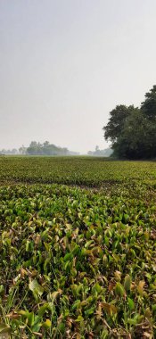 Sabah mısır tarlası