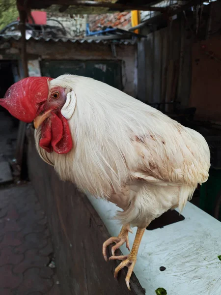 Ayam Putih Ayam Peternakan — Stok Foto