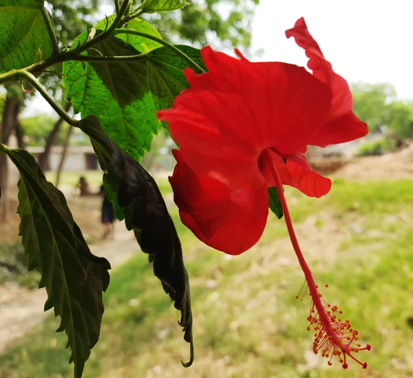 Flores Hibisco Rojo Jardín — Foto de Stock