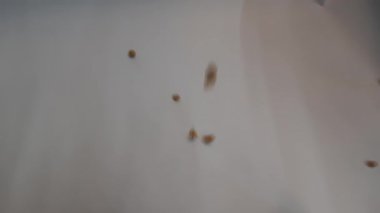 Küçük beyaz kahve çekirdekleri.