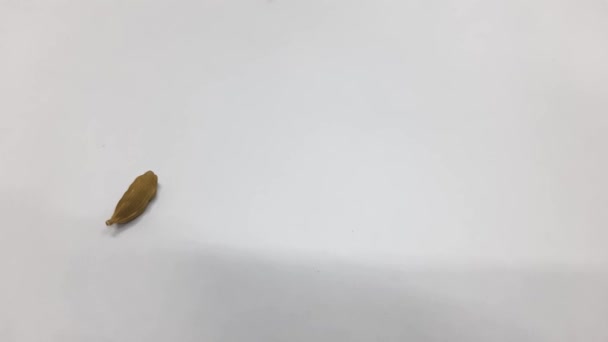 Indian Cardamom Falling Top White Background — Stock Video