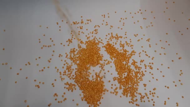 白い背景にある小麦の穀物 — ストック動画