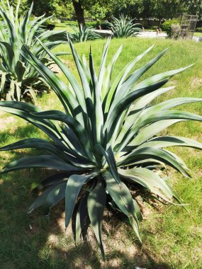 Güzel botanik fotoğrafı, doğal duvar kağıdı.