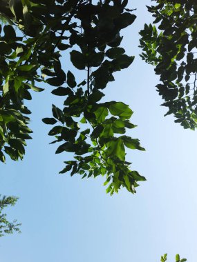 Ağacın dallarında yeşil yapraklar