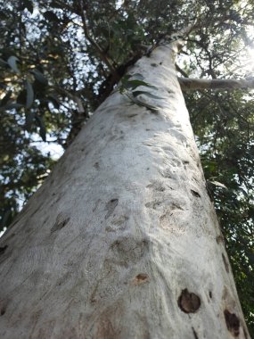 Ormanın güzel manzarası