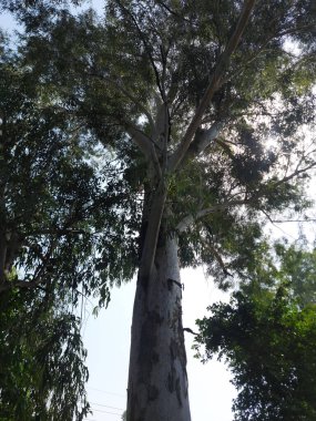 Ormanın güzel manzarası