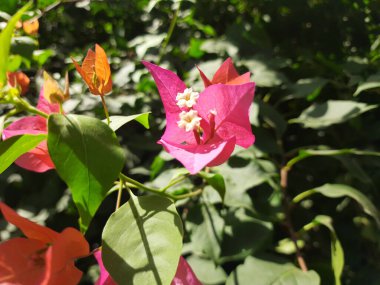 Güzel kırmızı amber çiçeği