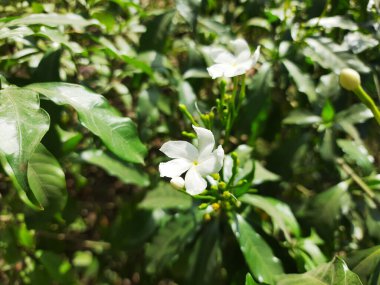 Yeşil arka planda yasemin çiçeği
