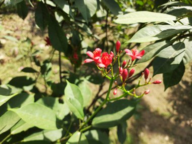 Bahçedeki kırmızı çiçek