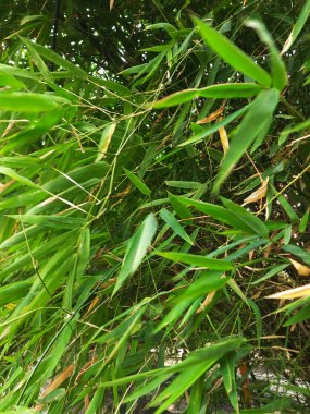 Yeşil yapraklara yakın.