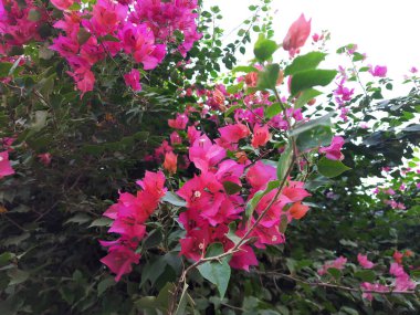 Bahçedeki güzel çiçekler