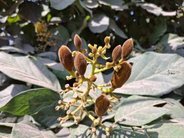 Genç bir bitkinin yakınında.