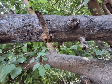 Doğada ağaç dalları, bitki örtüsü