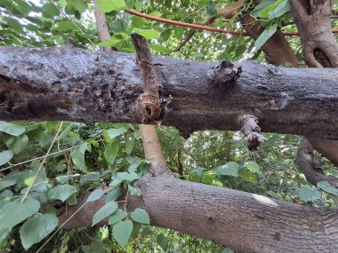 Ağaç gövdesi doğada, Flora.