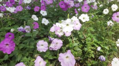 Bahçedeki pembe çiçekler