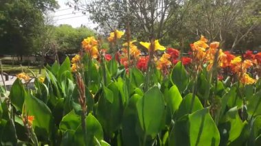 Bahçedeki güzel kırmızı çiçek