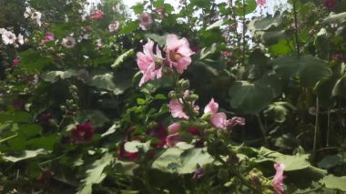 Bahçede yeşil yapraklar