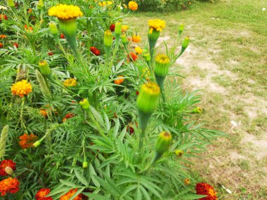 Bahçedeki çiçekler..