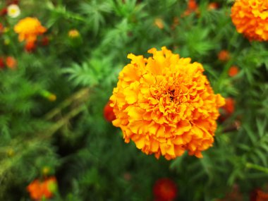 Bahçe yatağında kadife çiçeği