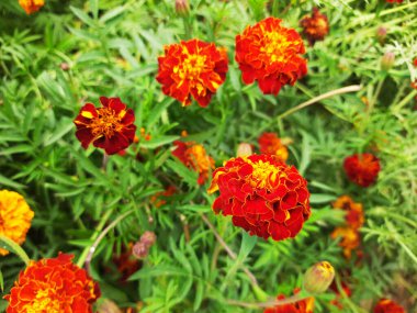 Bahçedeki güzel çiçekler