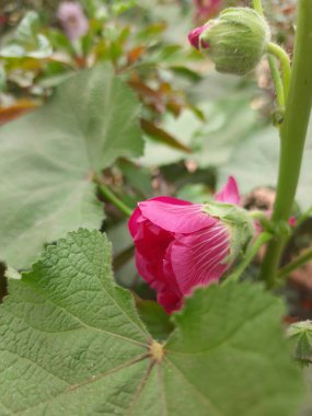 Bahçede kırmızı gül