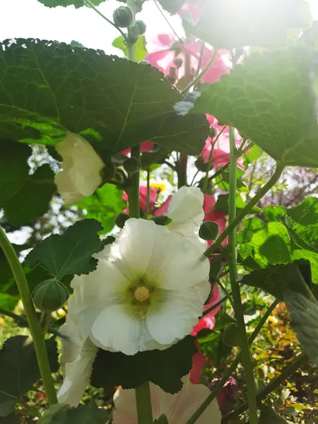 Bahçedeki doğal çiçekler Bahçedeki çok renkli çiçekler