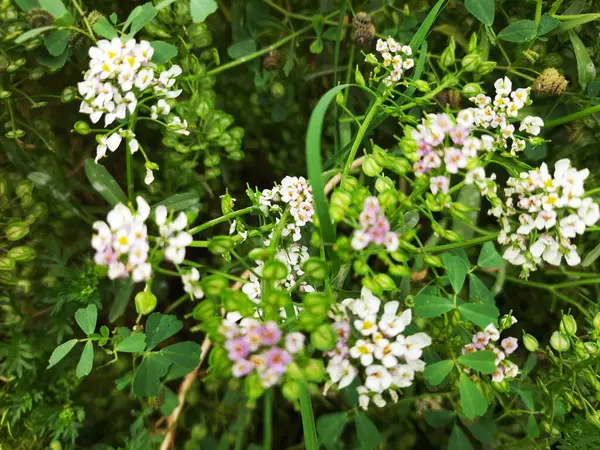 Bahçedeki doğal çiçekler Bahçedeki çok renkli çiçekler