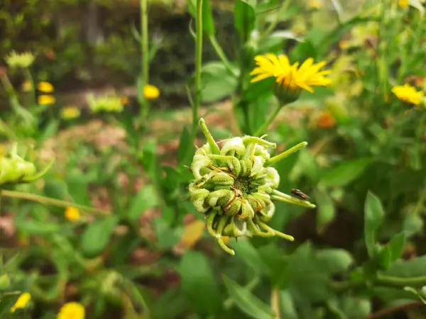 Bahçedeki doğal çiçekler Bahçedeki çok renkli çiçekler