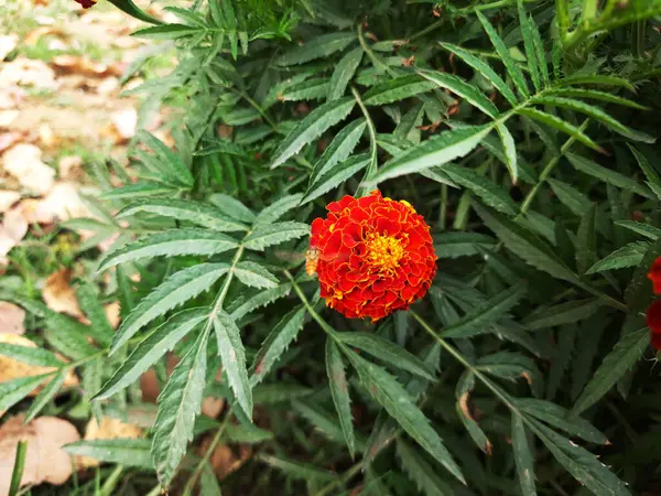 Bahçedeki doğal çiçekler Bahçedeki çok renkli çiçekler