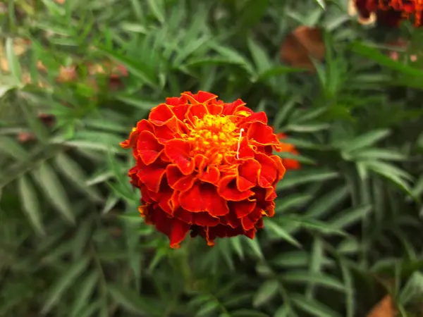 Bahçedeki doğal çiçekler Bahçedeki çok renkli çiçekler