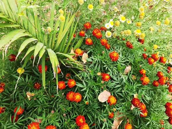 Bahçedeki doğal çiçekler Bahçedeki çok renkli çiçekler