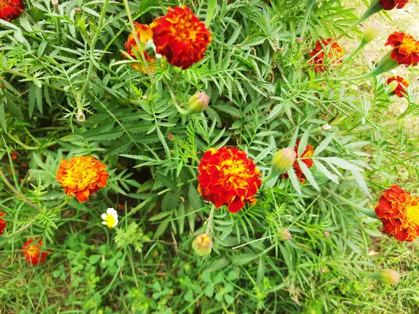 Bahçedeki doğal çiçekler Bahçedeki çok renkli çiçekler