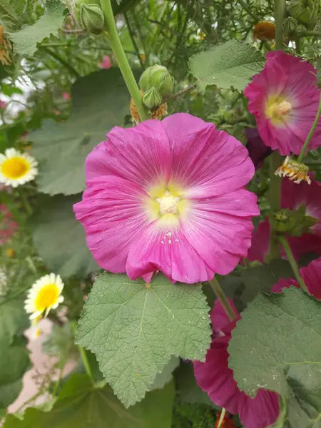 Güzel botanik fotoğrafı, doğal duvar kağıdı.