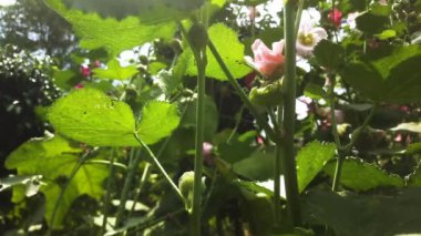 Güzel botanik fotoğrafı, doğal duvar kağıdı.