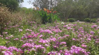 Bahçedeki güzel çiçekler