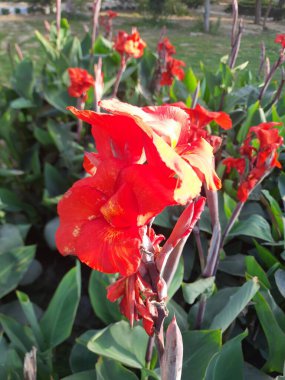 Bahçede kırmızı ve sarı çiçekler