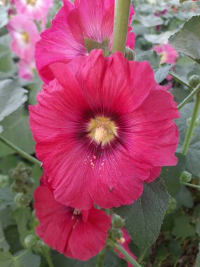 Bahçedeki güzel kırmızı çiçek