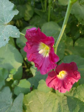 Bahçedeki güzel kırmızı çiçekler