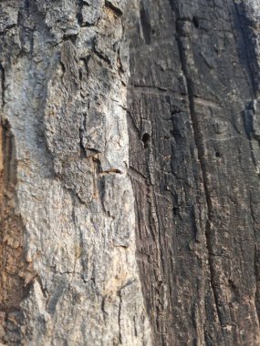 Ağaç kabuğu dokusu, arkaplan, kopyalama alanı, kapat