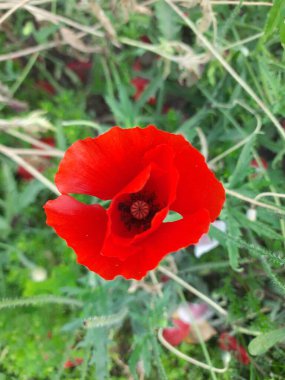 Güzel çiçekler, çiçek konsepti